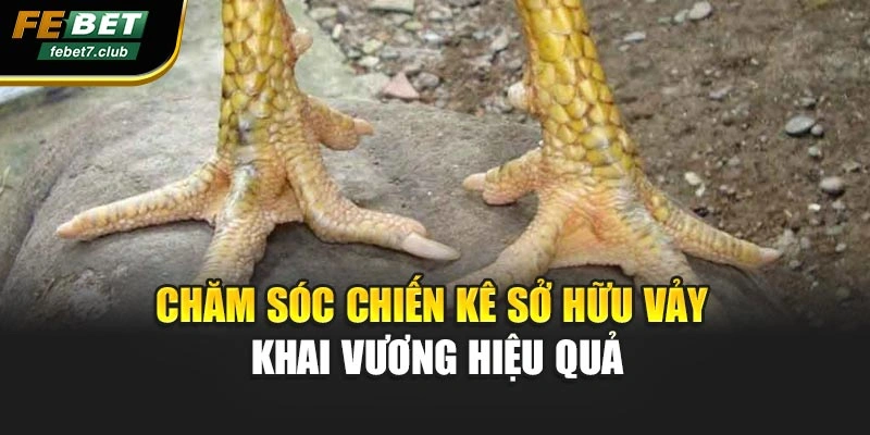 Chăm sóc chiến kê sở hữu vảy khai vương hiệu quả