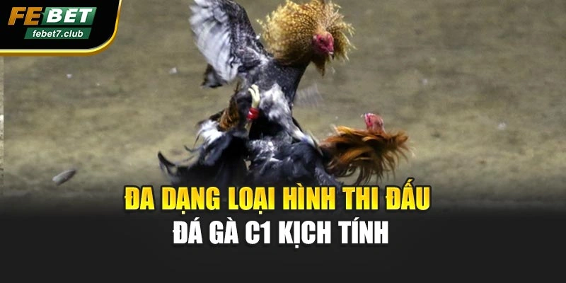 Đa dạng loại hình thi đấu đá gà c1 kịch tính