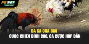 Đá Gà Cựa Dao – Cuộc Chiến Đỉnh Cao, Cá Cược Hấp Dẫn
