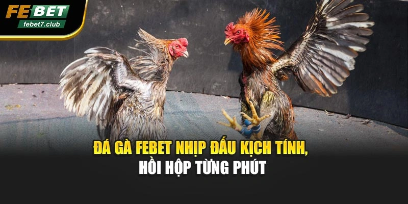 Đá gà febet nhịp đấu kịch tính, hồi hộp từng phút