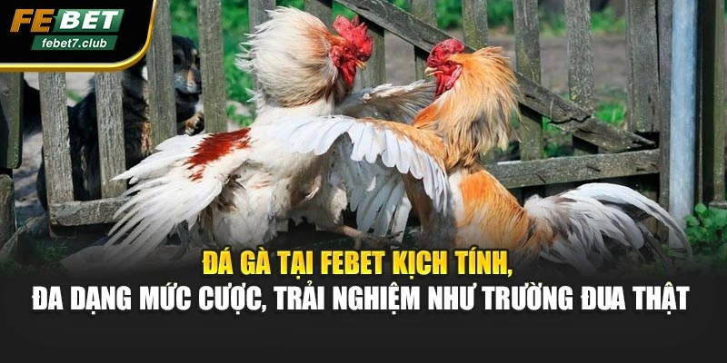 Đá gà tại FEBET kịch tính, đa dạng mức cược, trải nghiệm như trường đua thật