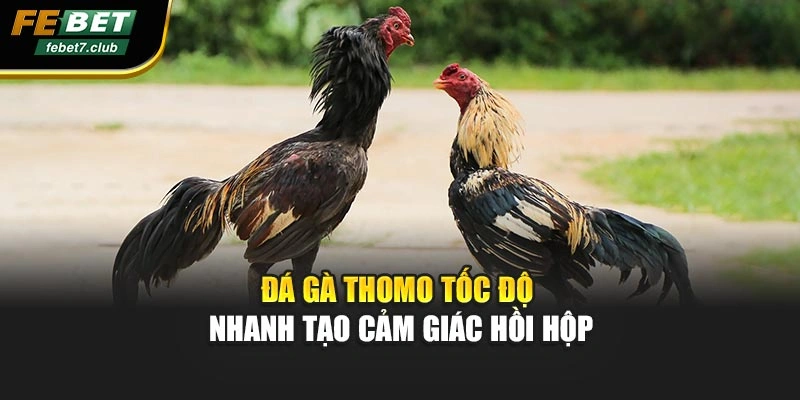 Đá gà Thomo tốc độ nhanh tạo cảm giác hồi hộp