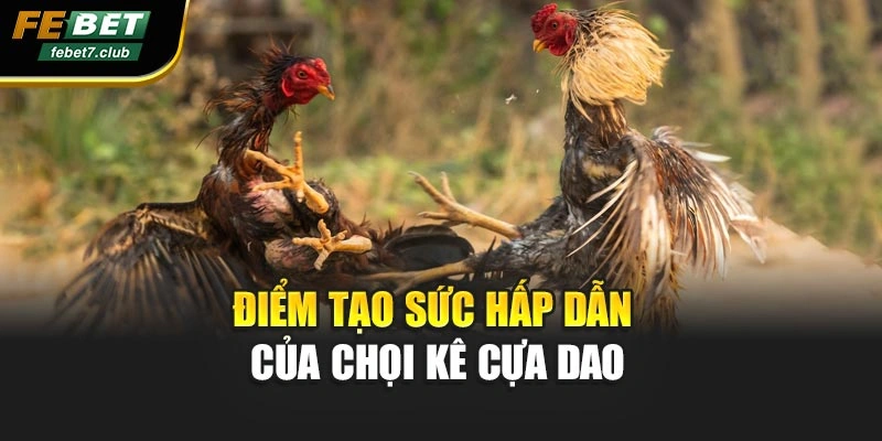 Điểm tạo sức hấp dẫn của chọi kê cựa dao