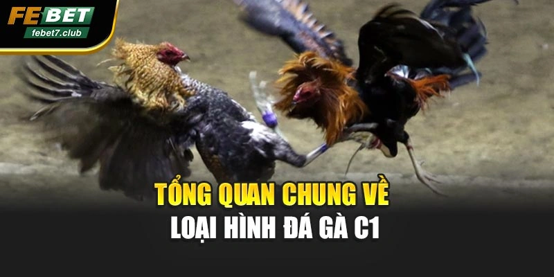 Tổng quan chung về loại hình đá gà c1